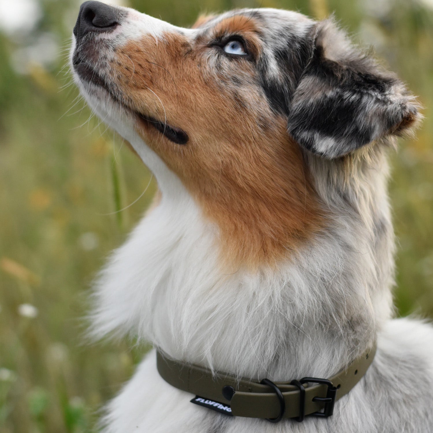 Hund trägt Hundehalsband aus BioThane - 5-Fach verstellbare - Größe L - Halsumfang 44-54 cm - Oliv, vegan, wasserfest, made in Germany.