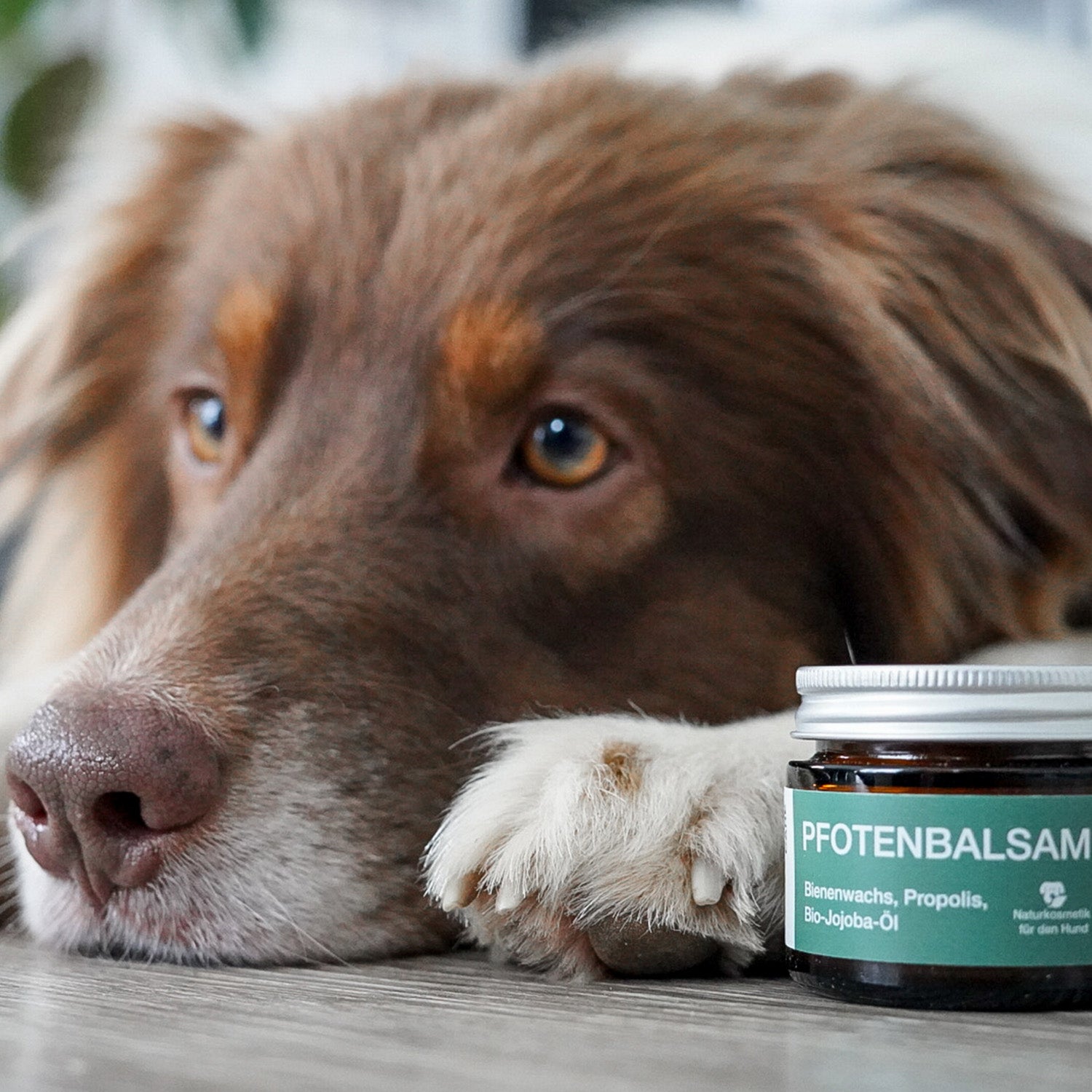 Pfotenbalsam - 50 ml - 100% natürlicher Pfotenschutz mit Bienenwachs, Propolis und Bio-Jojobaöl für empfindliche Hundepfoten.
