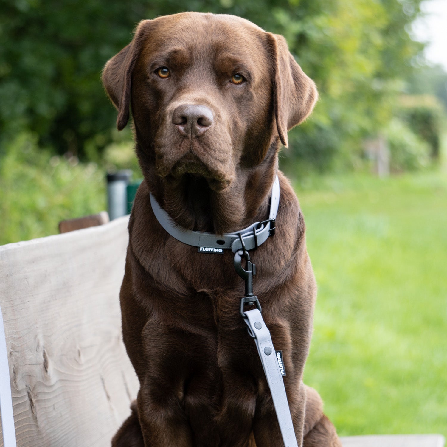 BioThane Hundeleine - 3-Fach verstellbar - 220 cm - Grau an einem braunen Labrador, wetterfestes veganer Lederersatzmaterial.