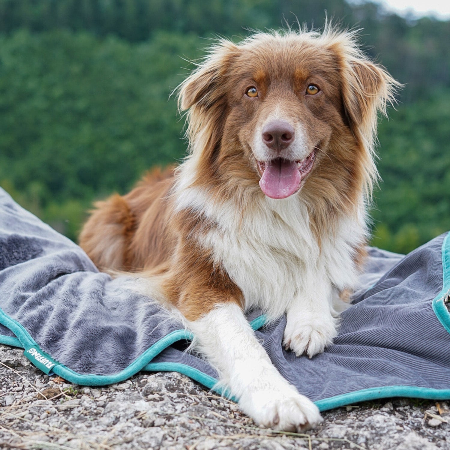 Hundedecke/ Wendedecke /Kuscheldecke - 150x100 cm - Grau, weich, wendbar, waschbar, ideal für große und kleine Hunde.