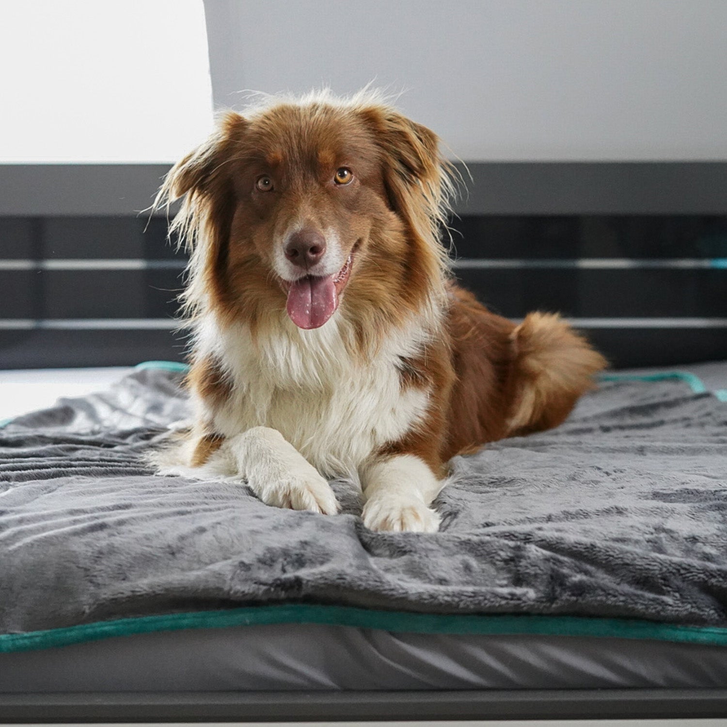 Hundedecke/ Wendedecke /Kuscheldecke - 150x100 cm - Grau mit flauschiger Oberfläche, perfekt für große und kleine Hunde als komfortable Liegefläche.