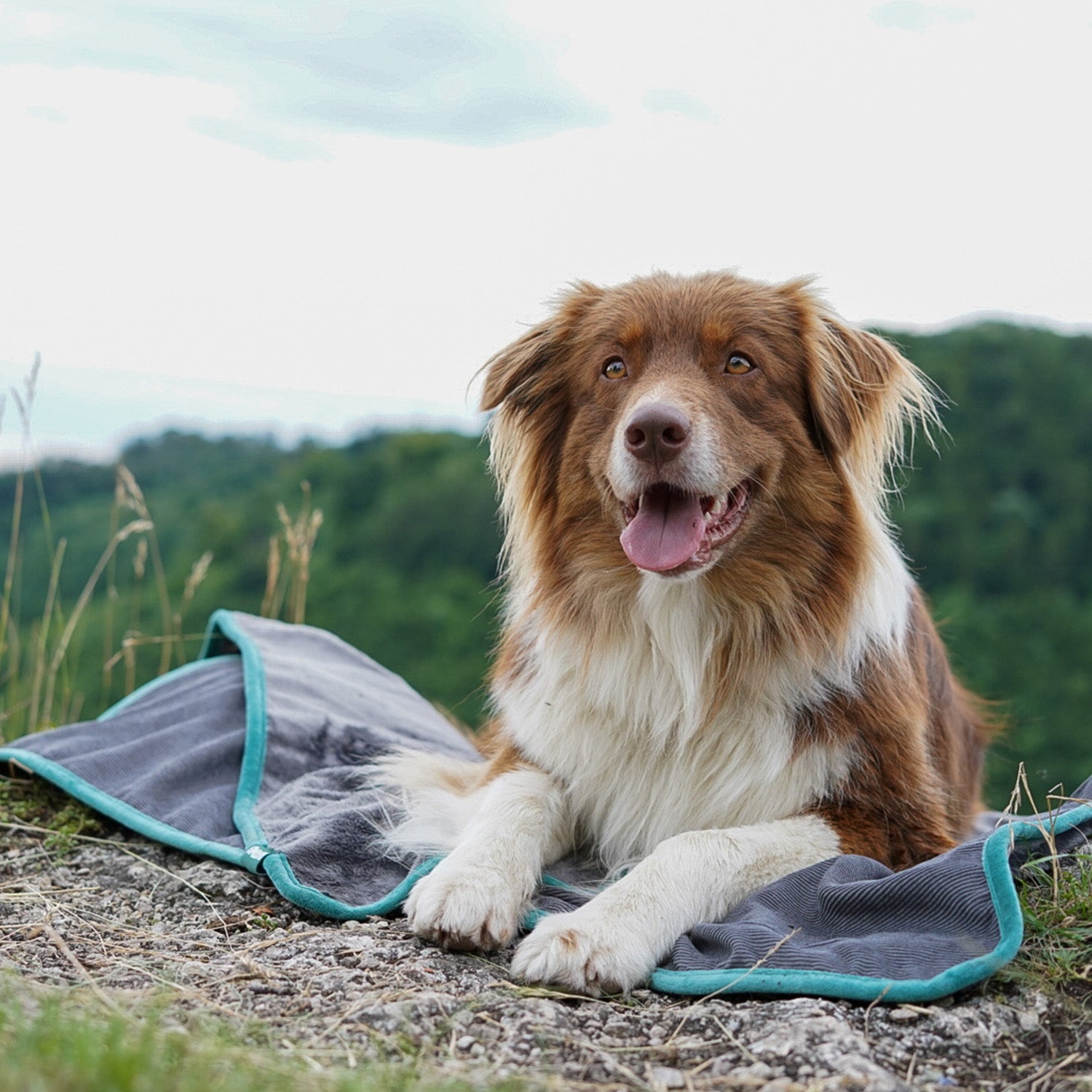 Hundedecke/ Wendedecke /Kuscheldecke - 150x100 cm - Grau mit weichem Kuschelgewebe und robustem Cord, ideal für drinnen und draußen.