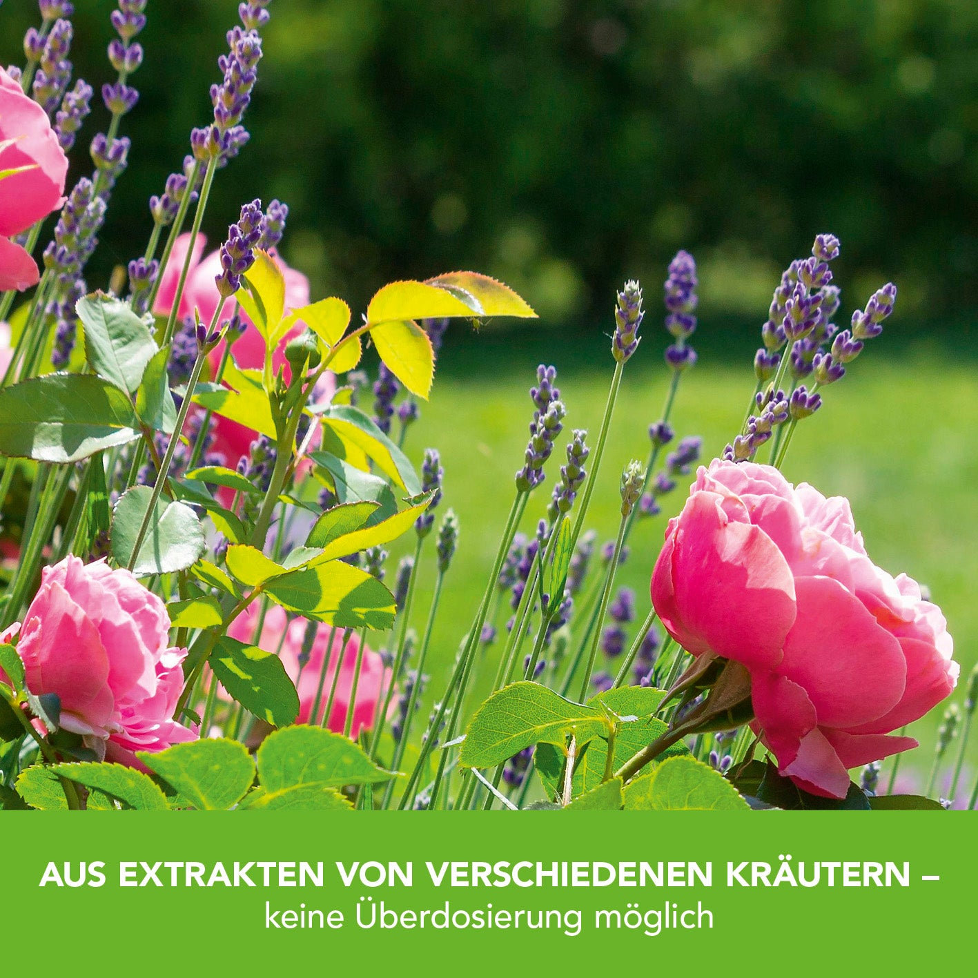 Pflanzenstärkung Pulver - 200 g mit Kräuterextrakten für stärkeres Pflanzenwachstum und längere Blütezeit in Haus und Garten.