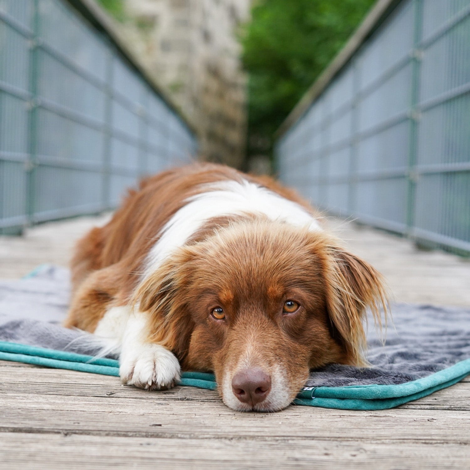 Hundedecke/ Wendedecke /Kuscheldecke - 150x100 cm - Grau mit weichem Stoff, ideal für große und kleine Hunde zum Kuscheln und Entspannen.