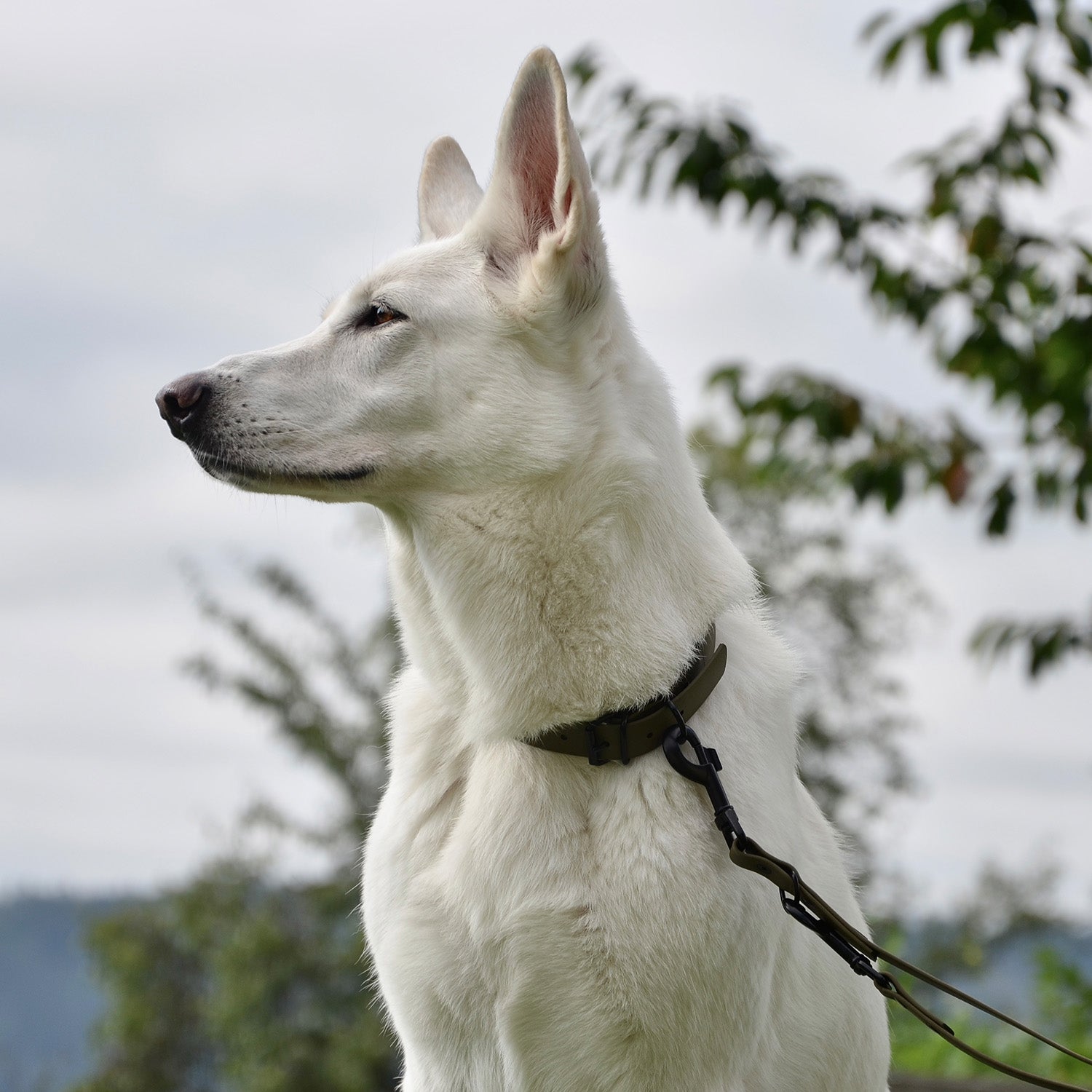 Hundehalsband aus BioThane - 5-Fach verstellbare Größe L in Oliv an weißem Hund, wasserfest und reißfest mit passender Leine.