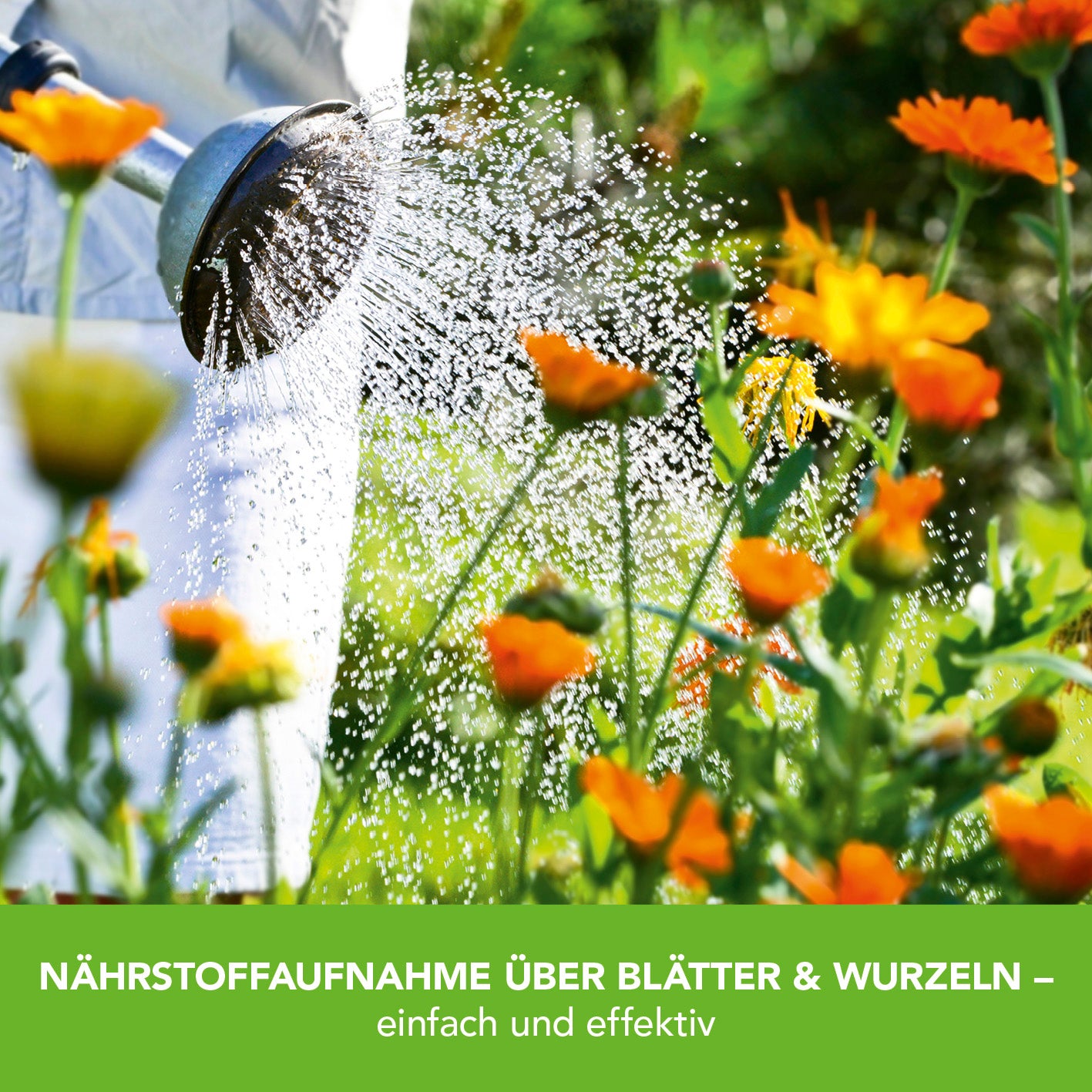 Pflanzenstärkung Tablette - 20 Tabs mit Kräuterextrakten für gesundes Wachstum und längere Blütezeit bei allen Pflanzen.