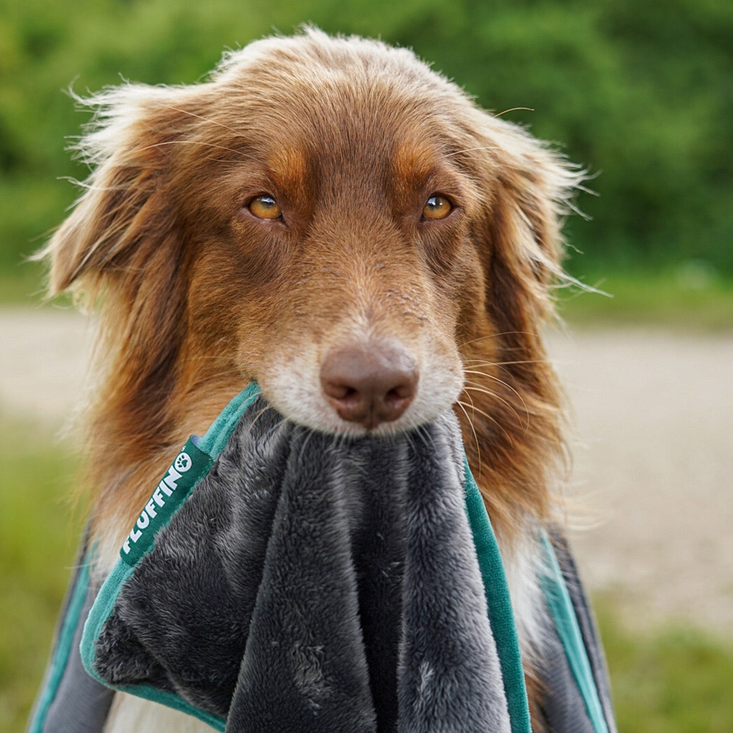 Hundedecke/ Wendedecke /Kuscheldecke - 150x100 cm - Grau von FLUFFINO, weich, wendbar und ideal für kleine und große Hunde.