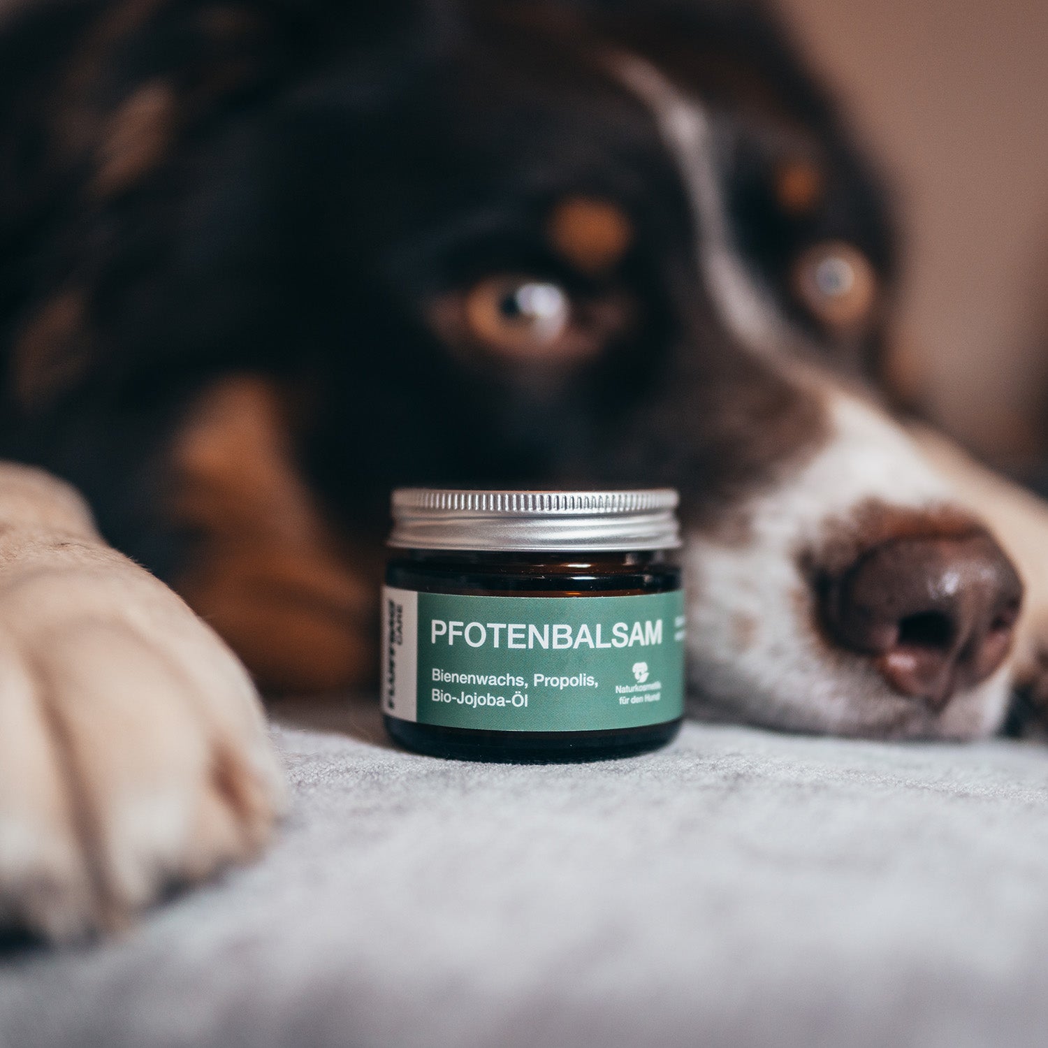 Pfotenbalsam - 50 ml - 100% natürlicher Pfotenschutz mit Bienenwachs und Bio-Jojobaöl für Hunde vor Kälte und Hitze.